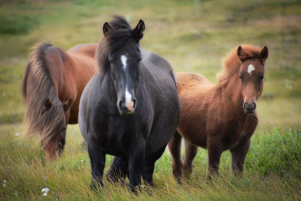 3 wild ponies