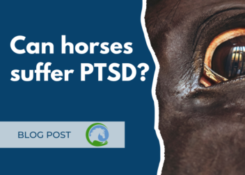 equine ptsd blog post title and image of horse eye