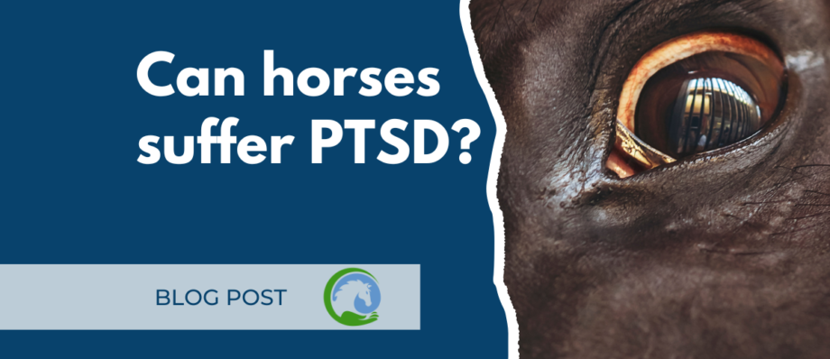 equine ptsd blog post title and image of horse eye