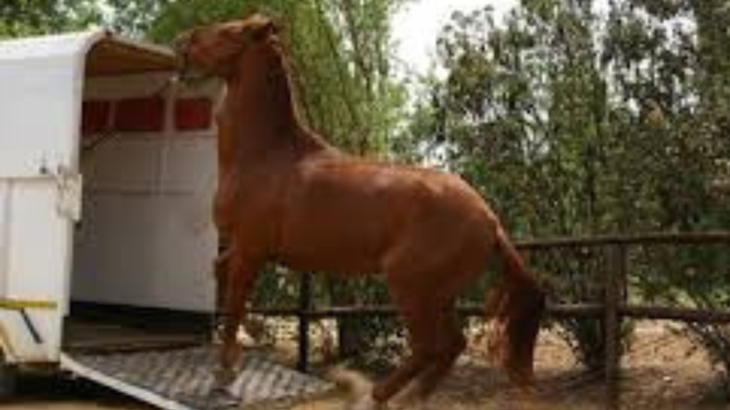 horse refusing to load into trailer