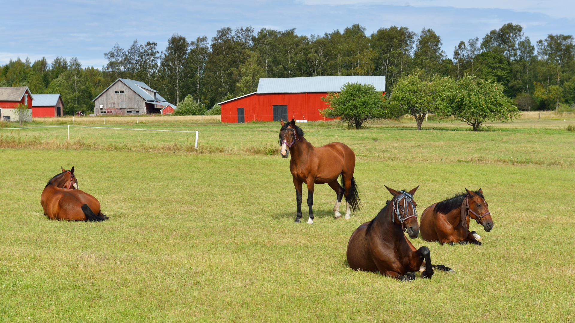 3 horses laying down in field with 1 horse standing. 