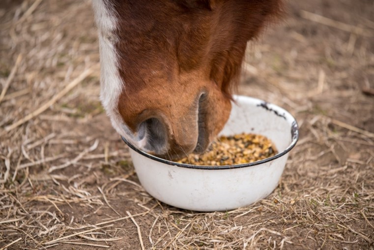 image of horses mouth eating grain from a bowl