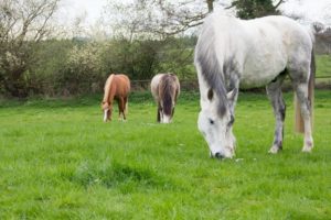3 horses eating grass in a field