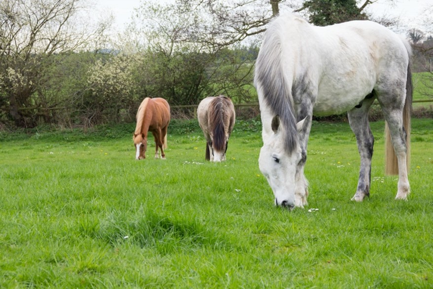 3 ponies in a lush green field. A grey pony in the foreground eating grass. 