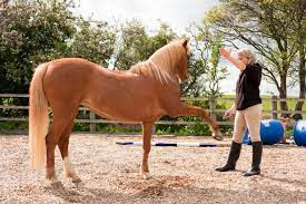 a girl clicker training a horse to lift his leg. the horse is lifting one leg off the ground. 