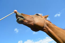 Horse smelling a target ball. 