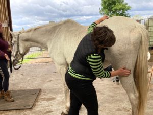 Lady giving acupressure to hindquarter of grey horse