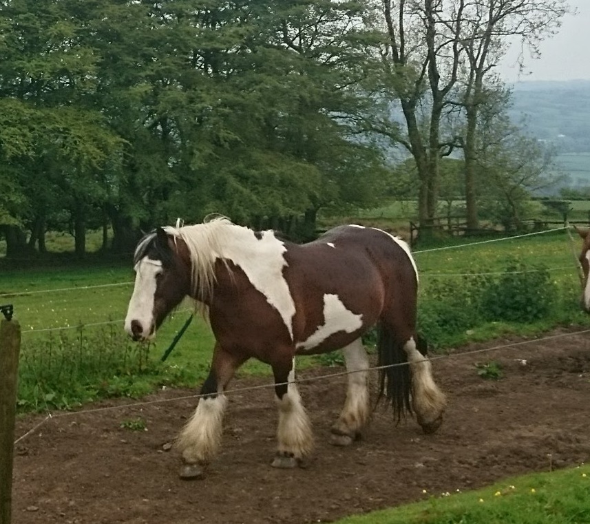 clyde on track