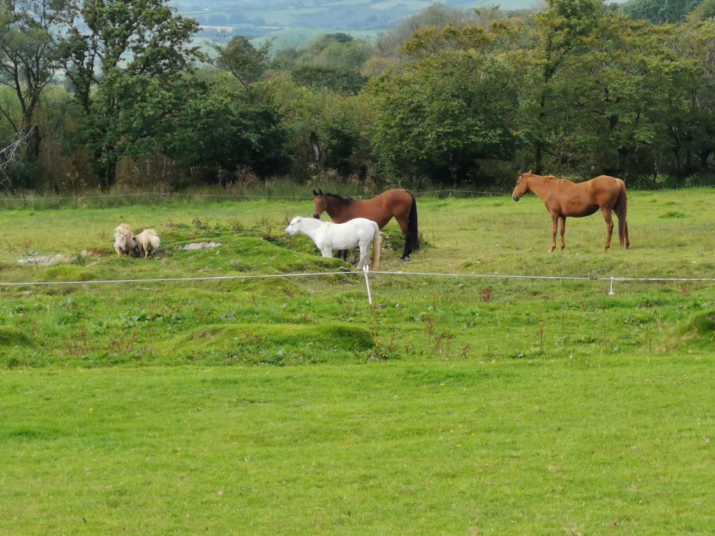 winnie, bonnie, lady, saxon